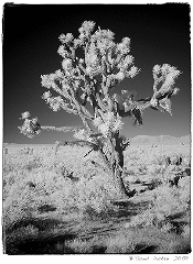 Joshua Tree Infrared in the Mojave Desert, CA  Dave Hickey